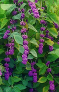 Unrooted Rose Cuttings - Auspeet Variety - 3 Fresh Cuttings - Ideal for Planting - Rosa spp.