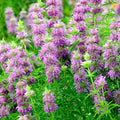 Lemon Mint Flower Seeds - 300+ Perennial Native Wildflower Herb - Monarda citriodora for Garden & Container
