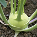 White Vienna Kohlrabi Seeds - 1000+ Count - Non-GMO Heirloom - Brassica oleracea var. gongylodes - Ideal for 2025 Planting