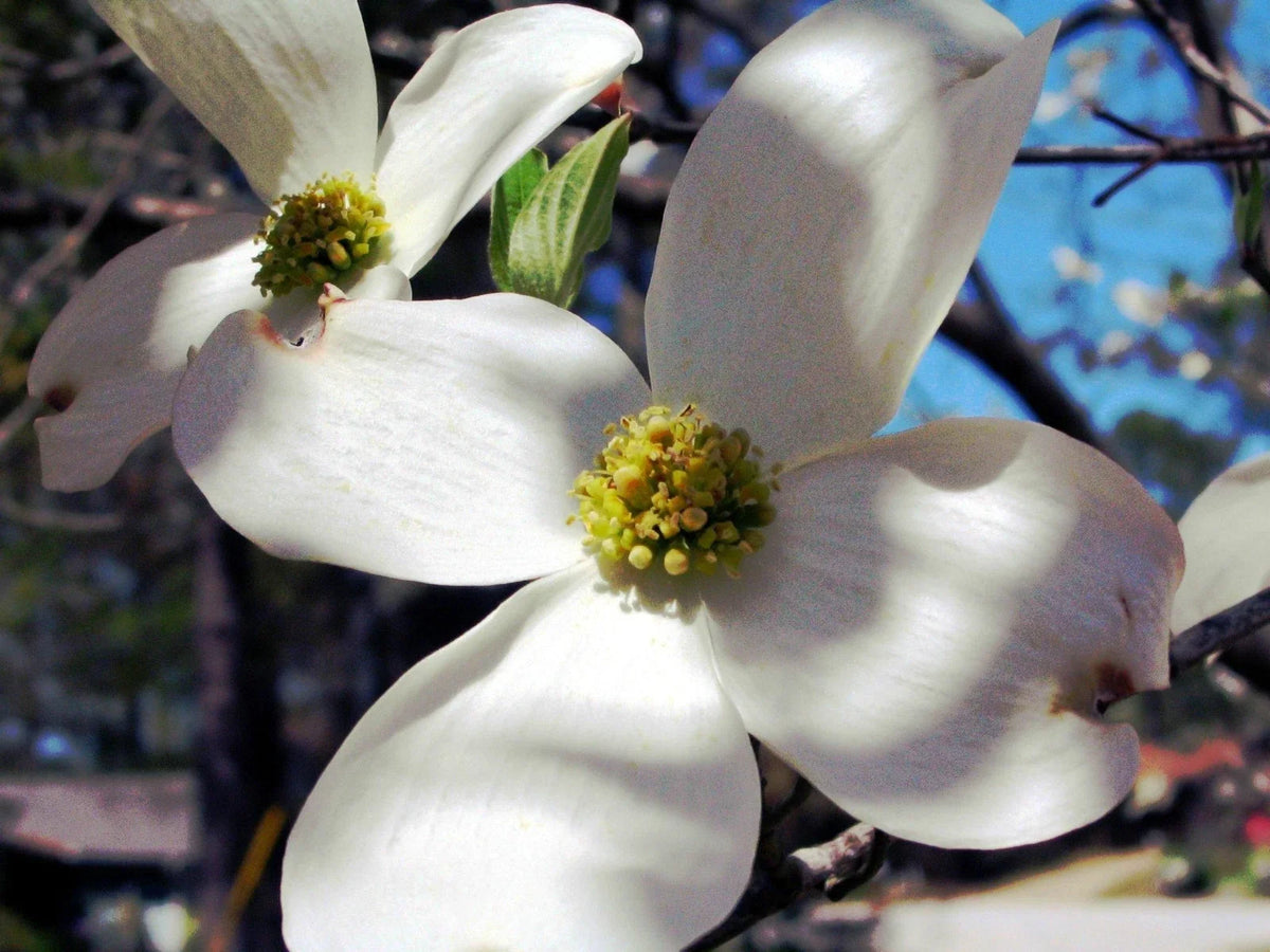 Dogwood Tree Seeds - 10 Pack - Flowering Dogwood Seeds - Cornus florida