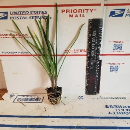 Live Society Garlic Plants - 2 Pack - Tulbaghia violacea - Fragrant Perennial for Gardens and Landscaping