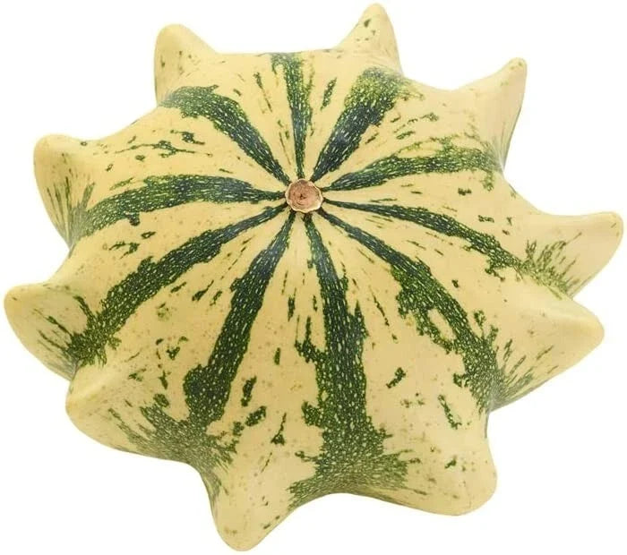 Crown of Thorns Shenot Gourd Seeds - 30+ Heirloom Organic Non-GMO Squash - Perfect for Home Gardening