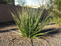 Giant Hesperaloe Funifera Seeds - 2025 Count - False Yucca with White/Yellow Flowers - Drought-Tolerant Plant