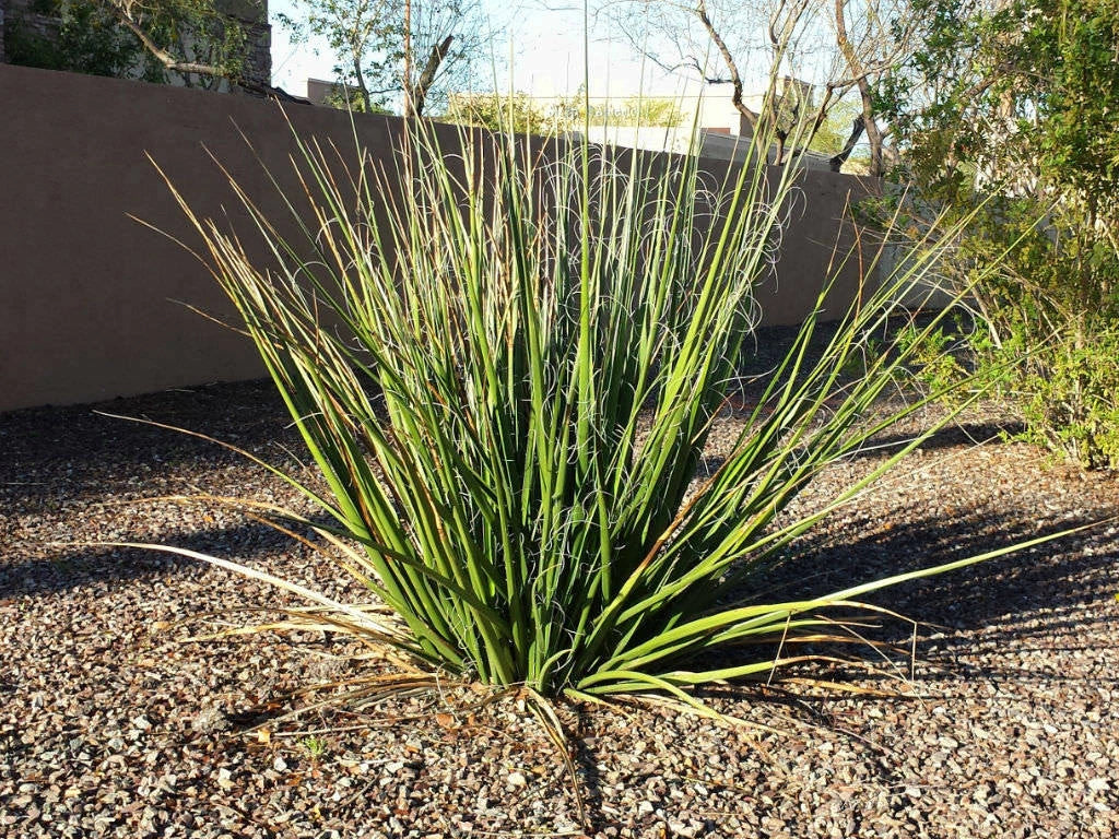 Giant Hesperaloe Funifera Seeds - 2025 Count - False Yucca with White/Yellow Flowers - Drought-Tolerant Plant