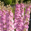 Pink Queen Larkspur Seeds - Light Pink Blush Pastel - Delphinium ajacis - Ideal for 2025 Planting