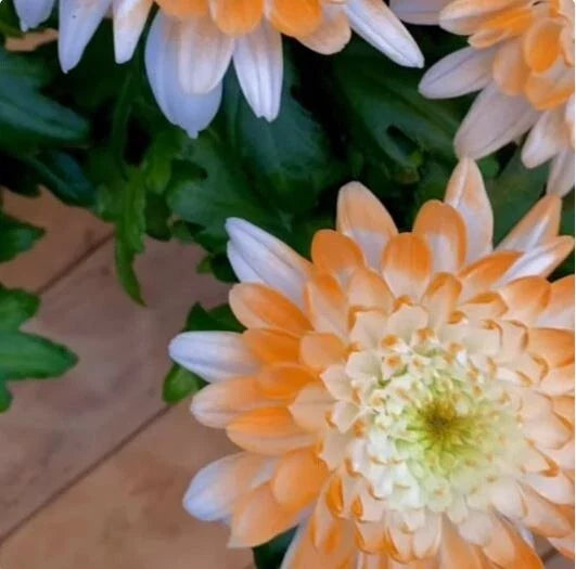 Citrus Spice Mum Seeds - 200 Chrysanthemum Flower Seeds, Colorful Annual Bloom, Perfect for Garden Planting