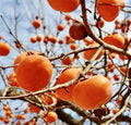 Persimmon Tree Cuttings for Rooting and Grafting - Diospyros kaki