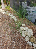 Water Horsetail Live Plant 4 pc Root Equisetum Fluviatile Aquascape Aquarium Koi