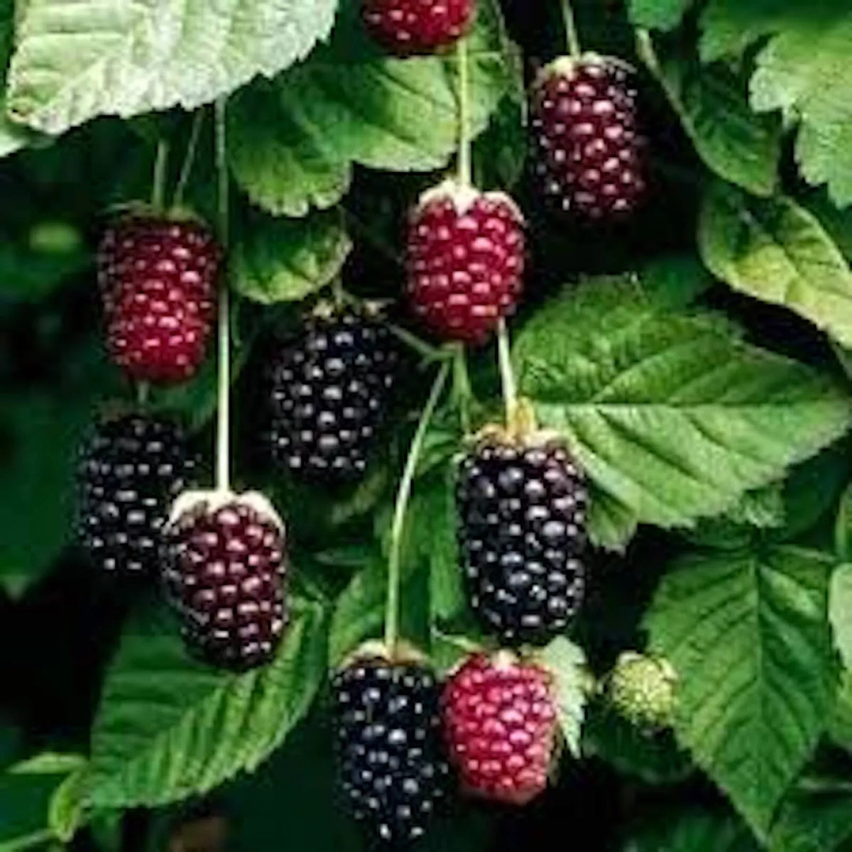 Thornless Boysenberry Plant Starter - 3 Bare Root Fruit Plants (Rubus ursinus × Rubus idaeus) - Sweet-Tart Hybrid Berries