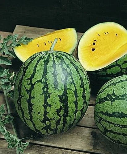 Watermelon Seeds - Yellow Gem Sweet Variety - Fresh Seed - Citrullus lanatus - FREE Shipping