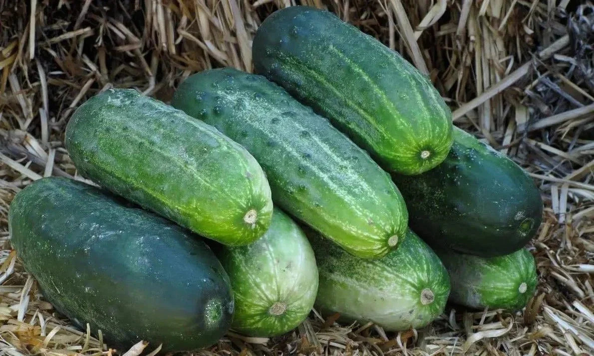 Spacemaster 80 Cucumber Seeds - Organic Heirloom, Non-GMO, 100+ Seeds - Cucumis sativus