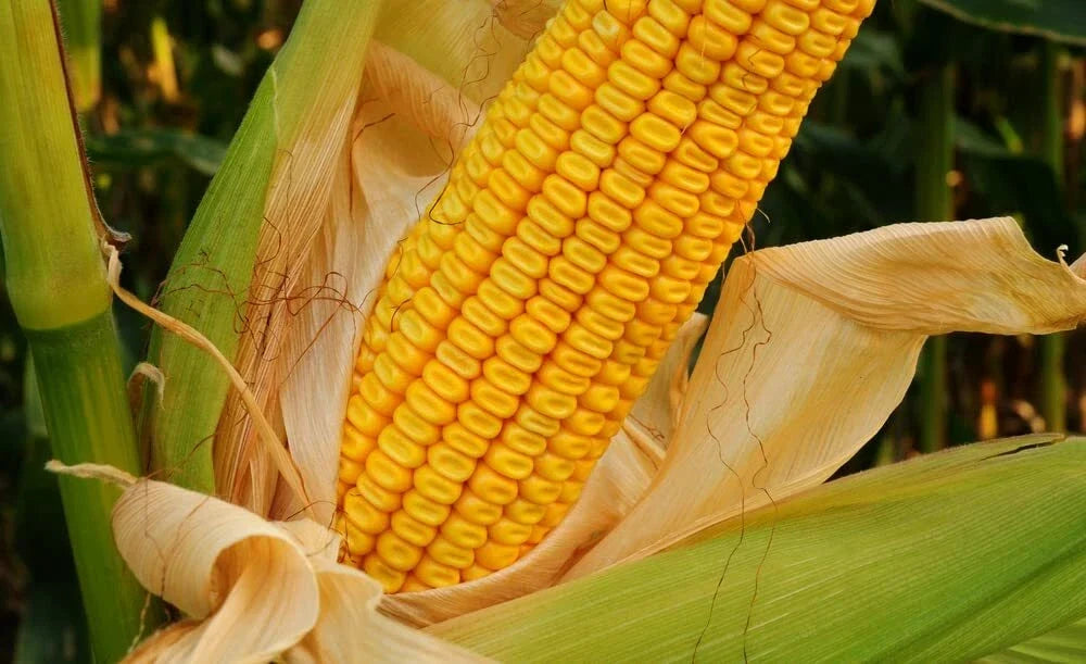 Yellow Dent Corn Seeds - 100 Seeds - Heirloom Variety - Zea mays - USA Grown