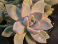 Ghost Plant Cuttings - Graptosedum Rosette Succulent - Beautiful Cascading Cuttings for Home Decor or Gardening