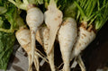 Shogoin Turnip Seeds - Japanese Salad - Non-GMO - Various Sizes - Brassica rapa