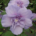 Double Light Purple Hibiscus Seeds - 20 Perennial Flower Seeds - Hibiscus rosa-sinensis