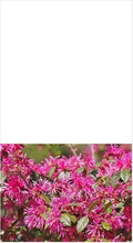 Loropetalum Shrub 3" Plum Delight - Flowering Live Plant, Loropetalum chinense
