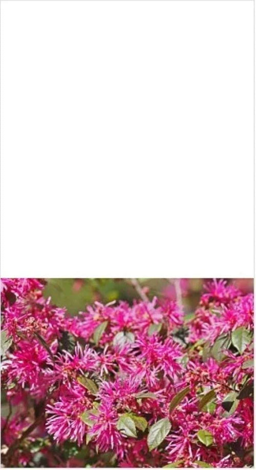 Loropetalum Shrub 3" Plum Delight - Flowering Live Plant, Loropetalum chinense