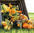 Gremlins Gourd Seeds for Planting | Decorative Fall Décor | Unique Varieties | Cucurbita pepo