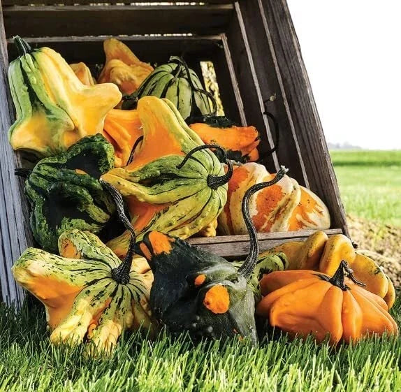 Gremlins Gourd Seeds for Planting | Decorative Fall Décor | Unique Varieties | Cucurbita pepo