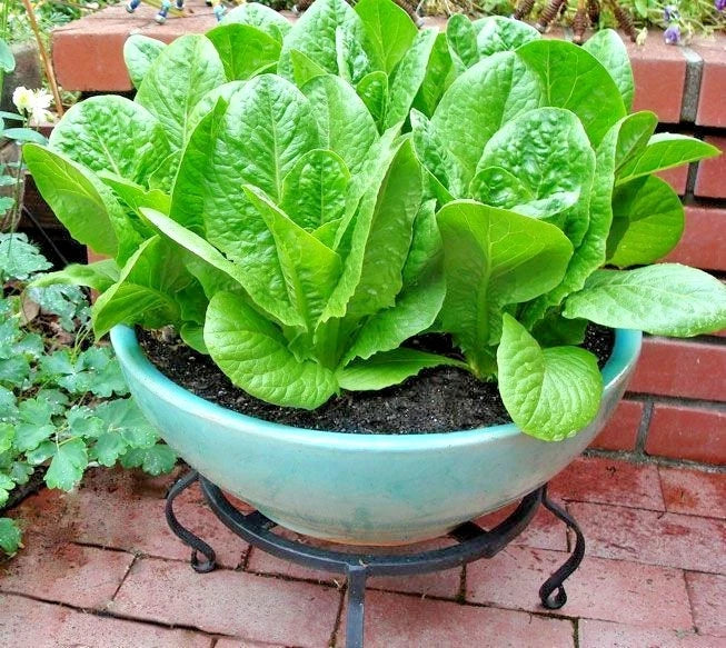 Organic Buttercrunch Lettuce Seeds - Fast Growing Vegetable Garden Seeds for Containers (Lactuca sativa)
