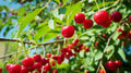 Early Richmond Cherry Seeds - 10+ Pack for Garden Planting - Prunus cerasus - USA Grown, Fast Shipping