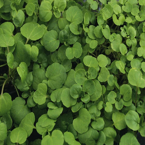 True Watercress Seeds - 1,000 Heirloom Non-GMO Seeds - Nasturtium officinale - Fresh Culinary Herb Gardening