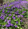 Purple Wild Violet Rhizomes 30+ Bareroot Organic Viola Perennial Edible Herbaceous Plant