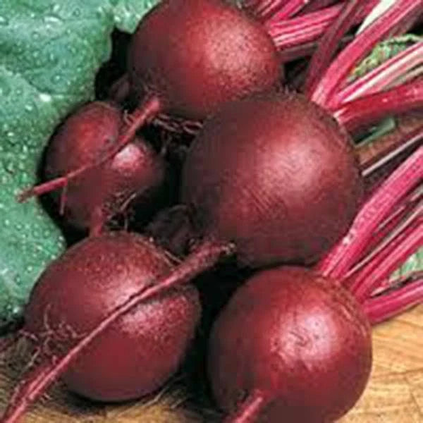 Ruby Queen Beet Seeds, Heirloom, 100+ Non-GMO Seeds, Dark Red Sweet Beet (Beta vulgaris)