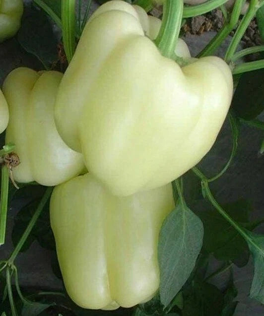 White Bell Pepper Seeds - 30+ Rare Sweet Culinary Seeds - Capsicum annuum - Free Shipping