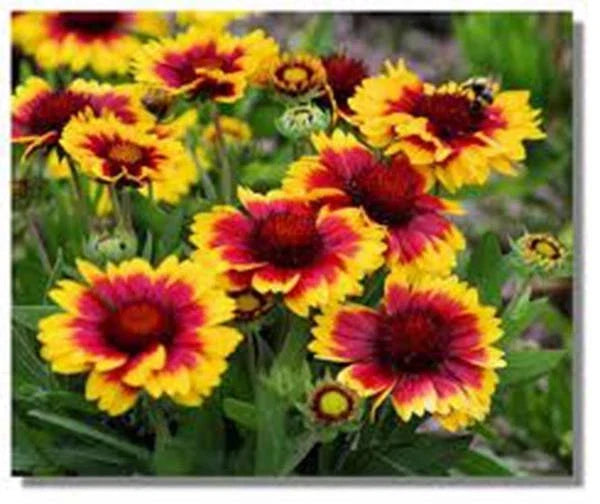 Arizona Sun Blanket Flower Seeds - 100 Count - Bright Large Blooms - Gaillardia aristata