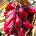 Red Tropea Onion 100 Seeds - Italian Cipolla Rossa Di Torpea - Heirloom Seeds for 2025 Planting