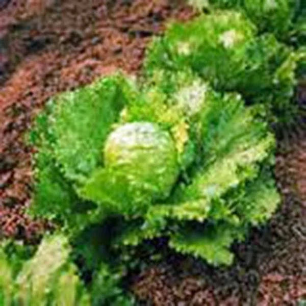 Iceberg Lettuce Seeds, Heirloom Non-GMO, 500 Seeds for Garden Planting, Large Head Variety