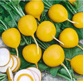 Golden Helios Radish Seeds - 500+ Count for Garden Planting - Raphanus sativus - USA Grown - Non-GMO