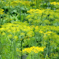 Dill Seeds - 500 Non-GMO Seeds for Cooking - Popular Host Plant for Bees, Butterflies, and Birds - Anethum graveolens