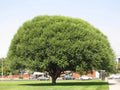 Globe Willow Tree Cutting - 1 Cutting - Beautiful Shade & Privacy Tree - Salix matsudana 'Tortuosa'