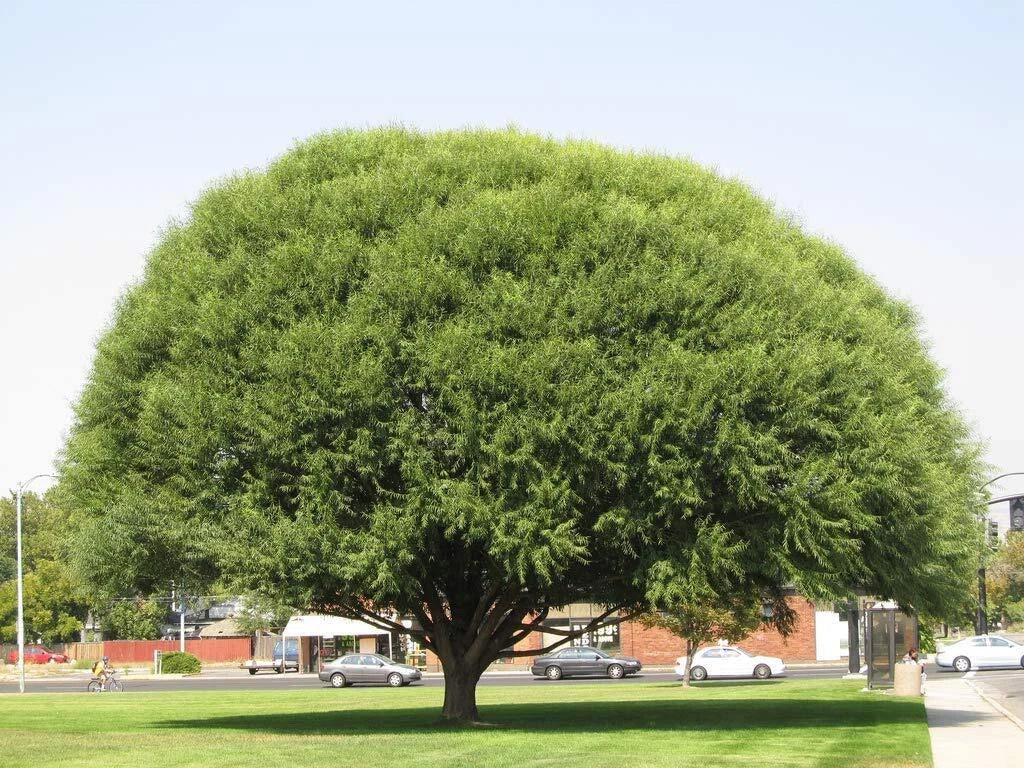 Globe Willow Tree Cutting - 1 Cutting - Beautiful Shade & Privacy Tree - Salix matsudana 'Tortuosa'