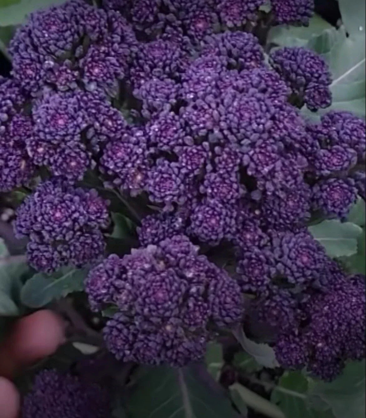 Purple Broccoli Seeds - 200+ Seeds, Organic Variety, Brassica oleracea - Non-GMO, Free Shipping USA Seller
