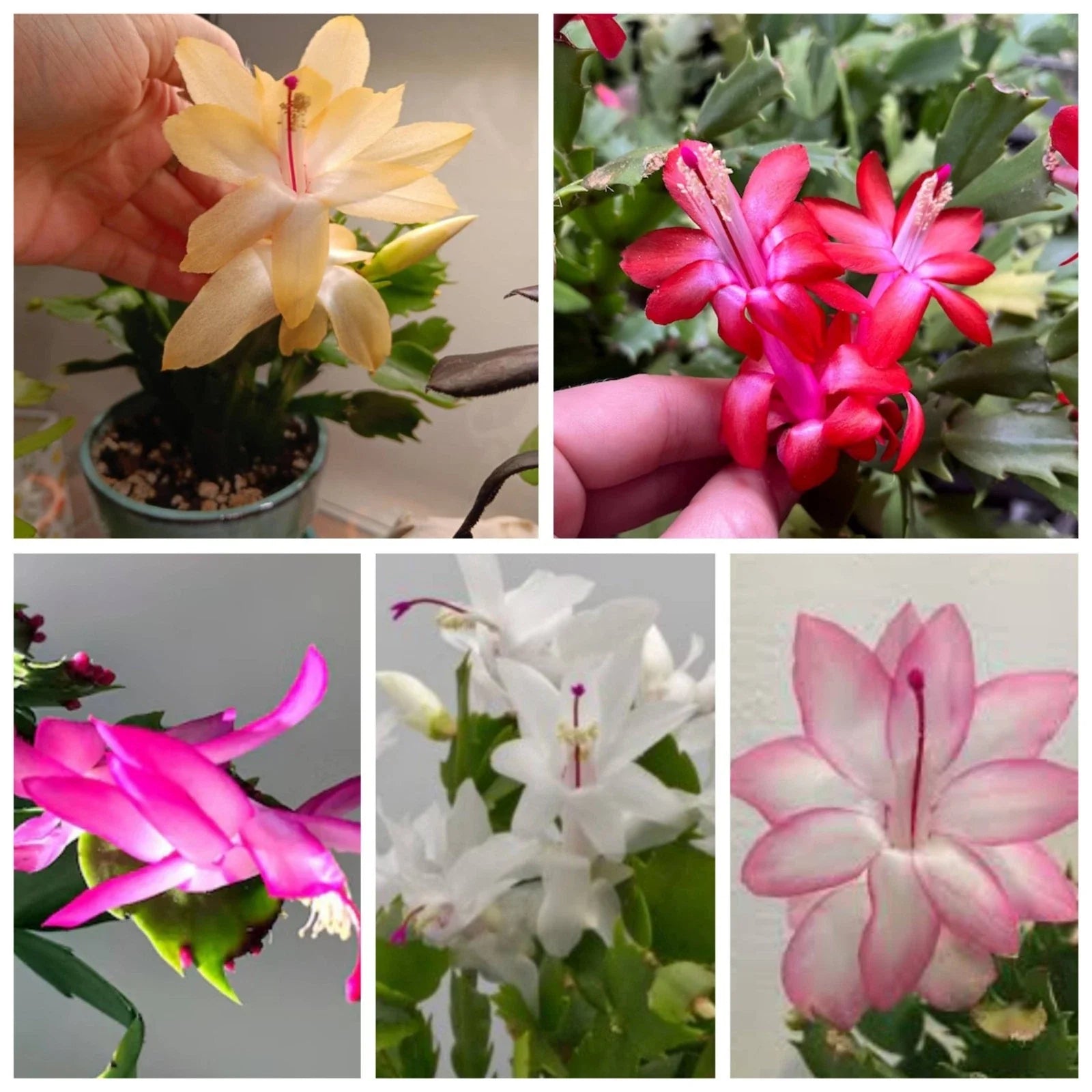 Thanksgiving/Christmas Cactus Cuttings 5 Fresh Labeled Varieties Multi-Color (Schlumbergera)
