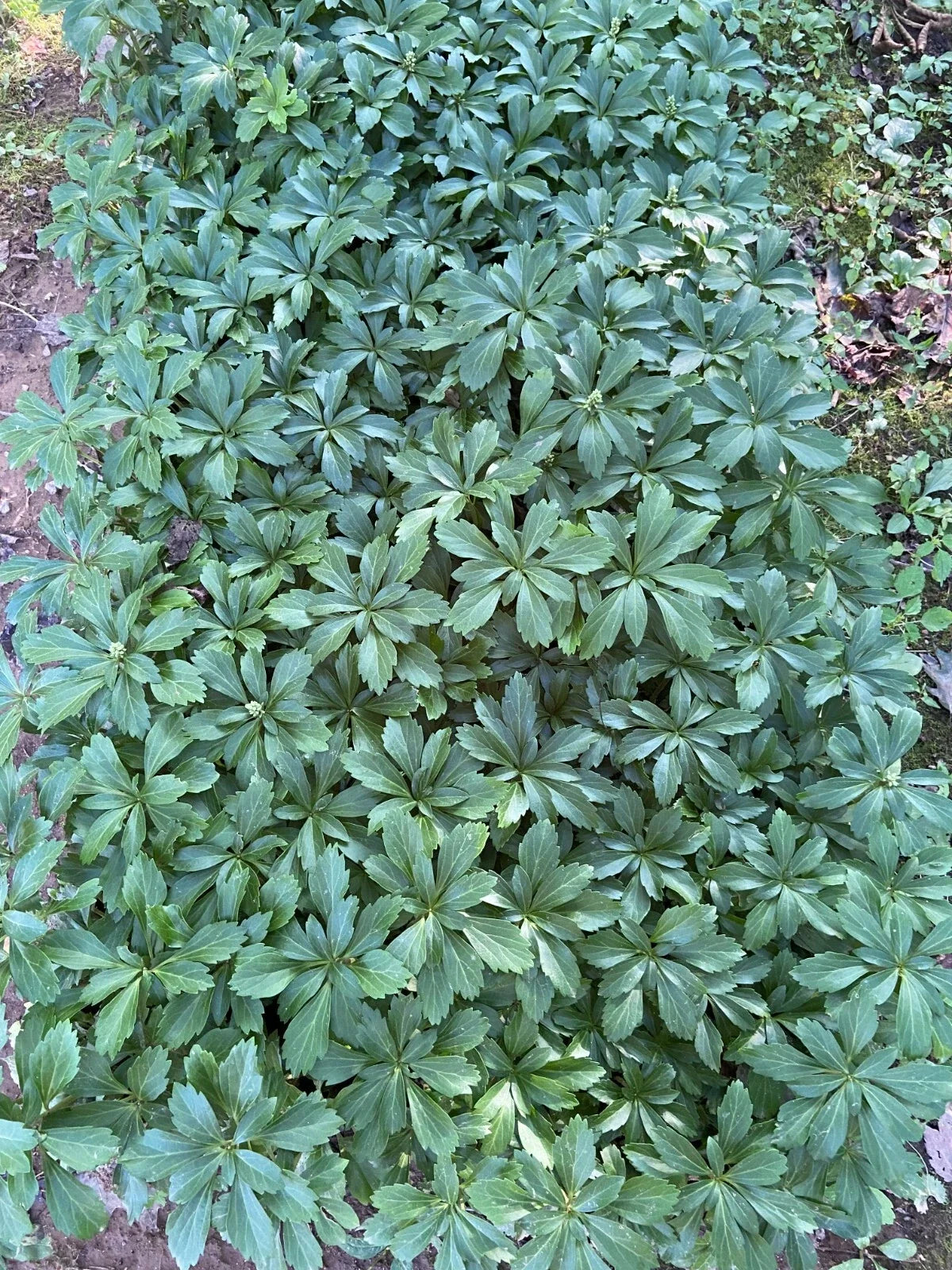 Pachysandra Ground Cover Plants - 100 Bare Root Plants - Evergreen Perennial - Shade Tolerant (Pachysandra terminalis)