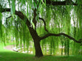 Weeping Willow Tree Cuttings - 10 Fresh Cut Cuttings - Salix babylonica