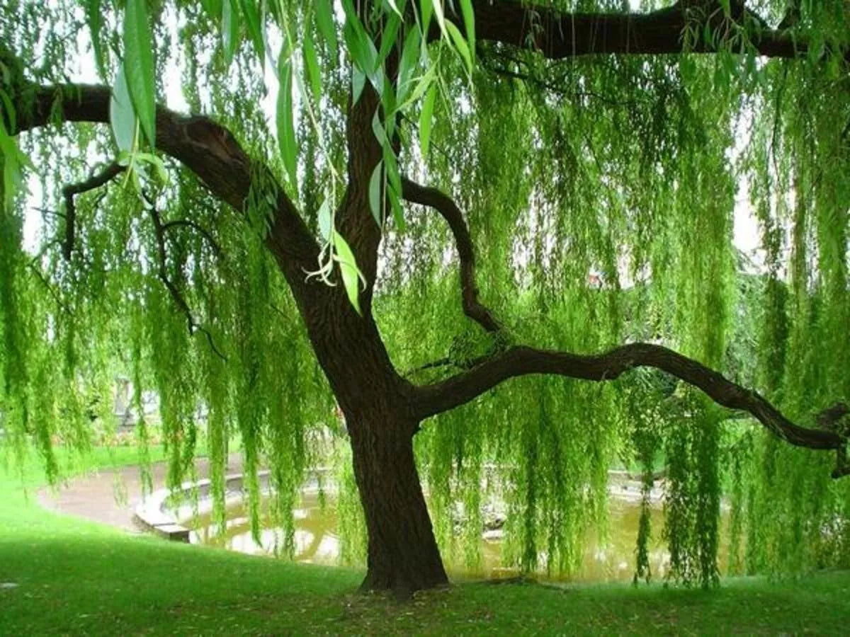 Weeping Willow Tree Cuttings - 10 Fresh Cut Cuttings - Salix babylonica