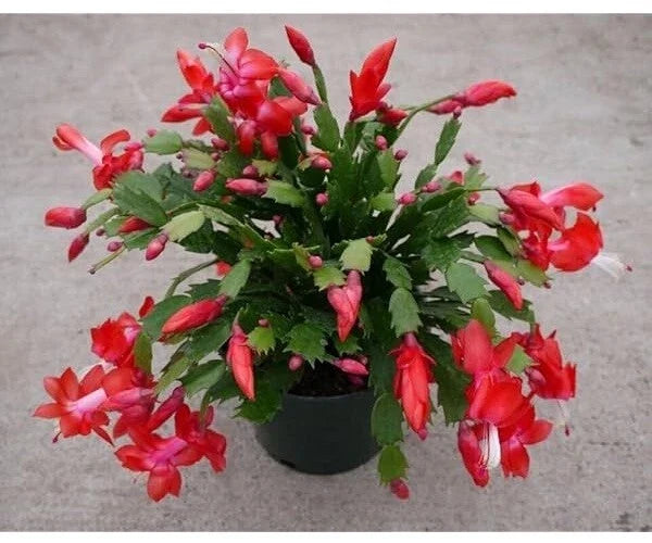Red Christmas Cactus Cuttings 2-3 Segments Exotic Dancer Schlumbergera No Root