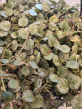 Hoya Curtisii Cutting 6" | Wax Plant Fresh Cutting | Ideal for Propagation | Easy Care Houseplant