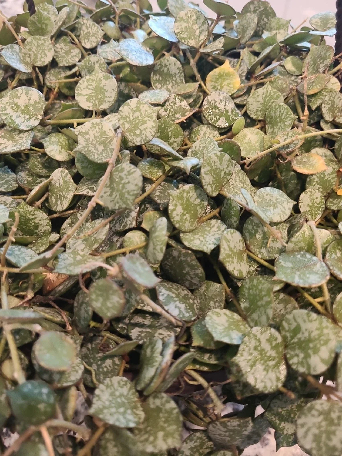 Hoya Curtisii Cutting 6" | Wax Plant Fresh Cutting | Ideal for Propagation | Easy Care Houseplant