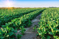 Sugar Beet Seeds 500 Count for Deer Food Plot - Whitetail Attractant - Beta vulgaris