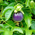 Passion Fruit Seeds, 10+ Count, Purple Edulis Edible Vine, Passiflora edulis, Free Shipping USA