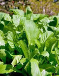 Mustard Greens Seeds, 500 Count, Old Fashioned Green, Heirloom, Non-GMO, Brassica juncea