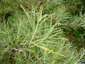 Rosemary Willow Tree Cuttings - E Size - Attractive Privacy Bush - Salix rosmarinifolia