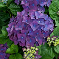 Live Hydrangea Cuttings - 6" Heirloom Purple Hydrangea Bush - Hydrangea macrophylla