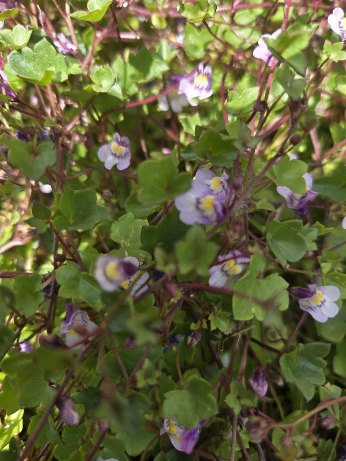 Live Kenilworth Ivy Root Cuttings - Groundcover Perennial, Cymbalaria Muralis